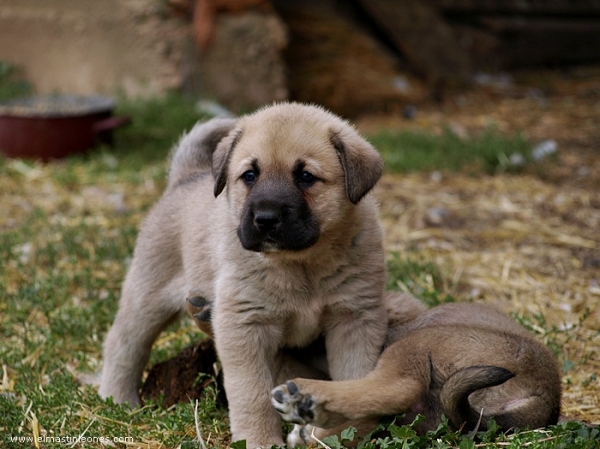 Cachorros de Mastín Leonés de Neska y Rex (Agosto 2007)
Camada de cachorros de mastín leonés de Neska y Rex nacida el 25 de Agosto de 2007 en Alija del Infantado -- León (Spain)
[url=http://www.elmastinleones.com/camadas/neska/agosto2007.html]www.elmastinleones.com[/url]
Keywords: agosto07 Camada Litter Cachorros Puppy