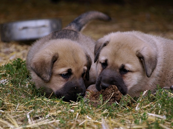 Cachorros de Rex x Neska - Nacidos 25.08.2007
Rex x Neska 
25.08.2007  
Keywords: puppyspain puppy cachorro