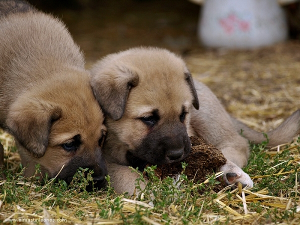 Cachorros de Mastín Leonés de Neska y Rex (Agosto 2007)
Camada de cachorros de mastín leonés de Neska y Rex nacida el 25 de Agosto de 2007 en Alija del Infantado -- León (Spain)
[url=http://www.elmastinleones.com/camadas/neska/agosto2007.html]www.elmastinleones.com[/url]
Keywords: agosto07 Litter Camada Cachorros Puppy