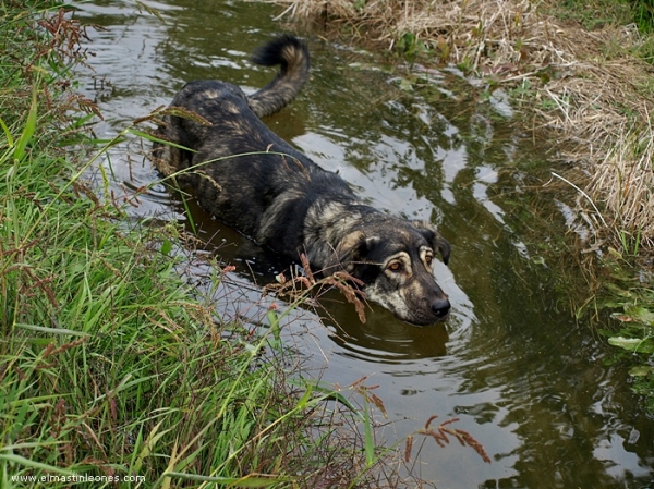 Leoni, cachorra de mastín leonés de Alija del Infantado (Septiembre 2007)
