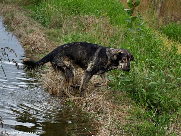 Leoni, cachorra de mastín leonés de Alija del Infantado (Septiembre 2007)
