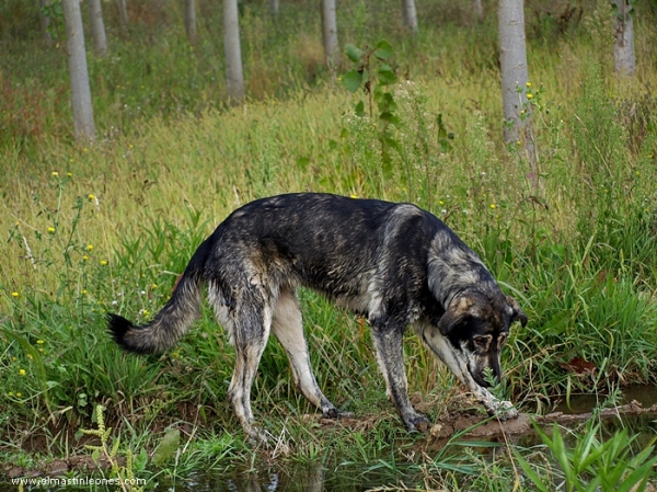 Leoni, cachorra de mastín leonés de Alija del Infantado (Septiembre 2007)
Keywords: mastÃ­n leonÃ©s