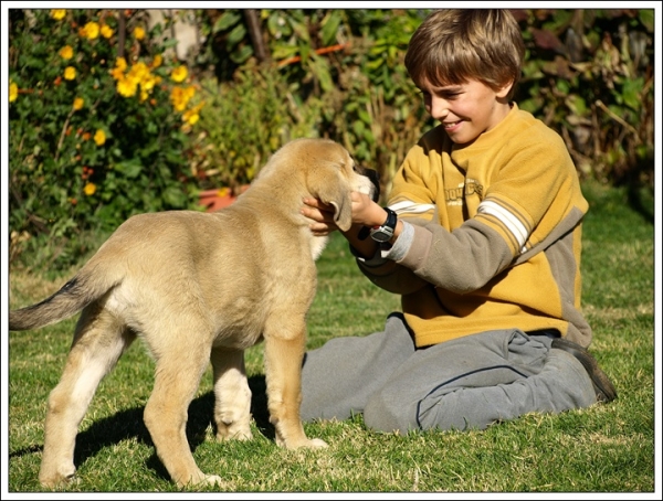 Cachorro de Mastín Leonés de Neska y Rex (Agosto 2007)
Camada de cachorros de mastín leonés de Neska y Rex nacida el 25 de Agosto de 2007 en Alija del Infantado -- León (Spain)
[url=http://www.elmastinleones.com/camadas/neska/agosto2007.html]www.elmastinleones.com[/url]
Keywords: agosto07 kids Camada Litter Cachorros Puppy