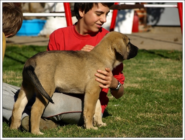 Cachorro de Mastín Leonés de Neska y Rex (Agosto 2007)
Camada de cachorros de mastín leonés de Neska y Rex nacida el 25 de Agosto de 2007 en Alija del Infantado -- León (Spain)
[url=http://www.elmastinleones.com/camadas/neska/agosto2007.html]www.elmastinleones.com[/url]
Ключови думи: agosto07 kids Camada Litter Cachorros Puppy