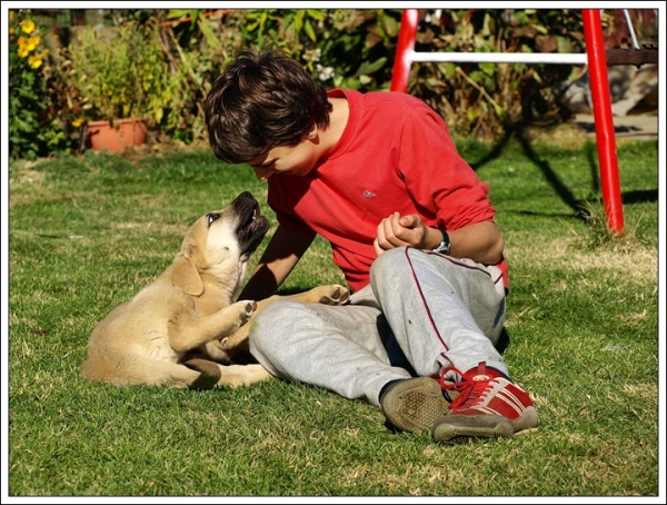 Cachorro de Mastín Leonés de Neska y Rex (Agosto 2007)
Camada de cachorros de mastín leonés de Neska y Rex nacida el 25 de Agosto de 2007 en Alija del Infantado -- León (Spain)
[url=http://www.elmastinleones.com/camadas/neska/agosto2007.html]www.elmastinleones.com[/url]
Keywords: agosto07 kids Camada Litter Cachorros Puppy