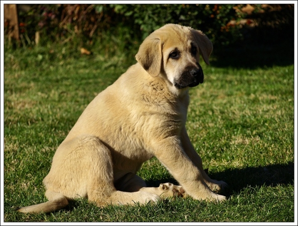 Cachorro de Mastín Leonés de Neska y Rex (Agosto 2007)
Camada de cachorros de mastín leonés de Neska y Rex nacida el 25 de Agosto de 2007 en Alija del Infantado -- León (Spain)
[url=http://www.elmastinleones.com/camadas/neska/agosto2007.html]www.elmastinleones.com[/url]
Keywords: agosto07 Camada Litter Cachorros Puppy