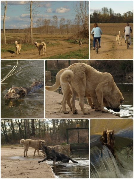 De paseo con Neska, Zar y Leoni hasta el río Órbigo
