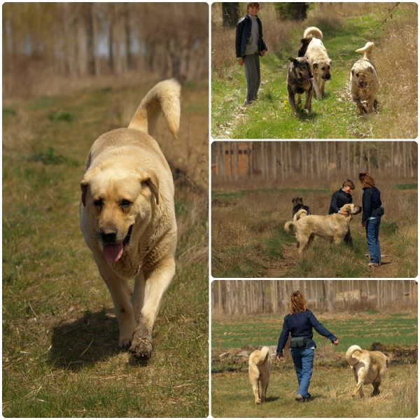 De paseo con Neska y Zar
