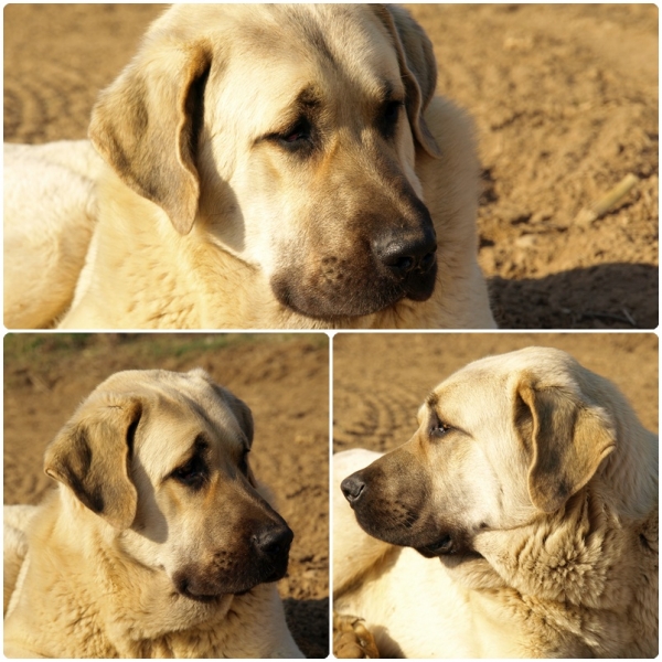 Zar, cachorro de mastín leonés
