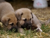 Filename=P9291776~0.JPG
Filesize=180KiB
Dimensions=700x525
Date added=%452 %04, %2007 P9291776~0.JPG