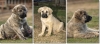 cachorros_leoni_octubre_2010.png