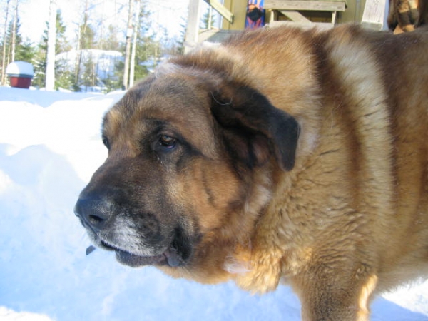 Urpo 07.03.2004
Keywords: boldmastins head portrait cabeza snow nieve