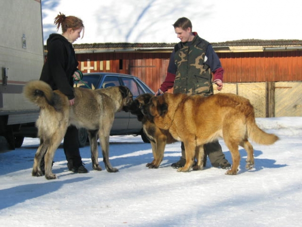 Kössi and Urpo
Keywords: snow nieve boldmastins