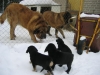Filename=Pennut_27_02_2004_007.jpg
Filesize=58KiB
Dimensions=640x480
Date added=%643 %12, %2006 Pennut_27_02_2004_007.jpg