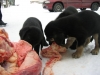 Filename=Pennut_27_02_2004_024.jpg
Filesize=46KiB
Dimensions=640x480
Date added=%643 %12, %2006 Pennut_27_02_2004_024.jpg