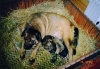 Filename=puppies%7E1.jpg
Filesize=22KiB
Dimensions=400x279
Date added=%673 %12, %2006 puppies%7E1.jpg