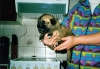 Filename=puppy%7E0.jpg
Filesize=18KiB
Dimensions=400x279
Date added=%681 %12, %2006 puppy%7E0.jpg