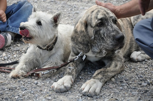 XL Tornado Erben and Decky - Best Friends
