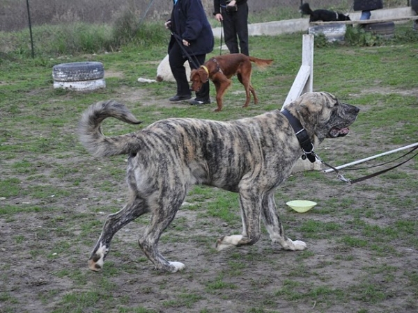 XL Tornado Erben - 8 months - at club
