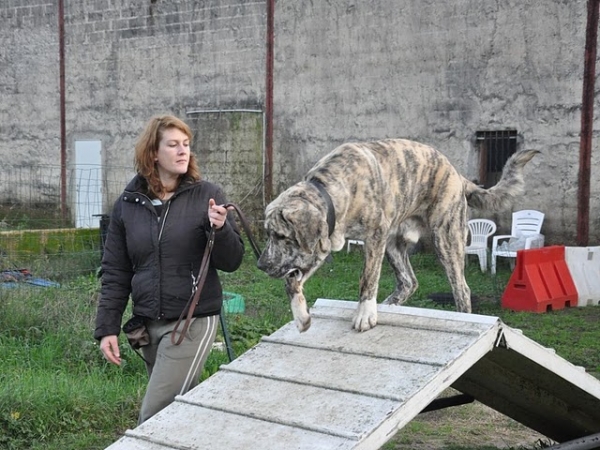 XL Tornado Erben - 8 months - at club
He loves this and jump on it!!
