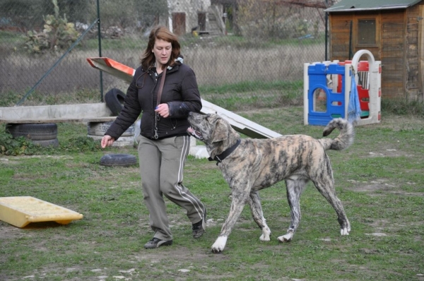 XL at education - running without leash next to me
