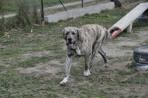 XL in action !
