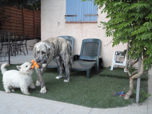 XL (1 year) and Decky playing

