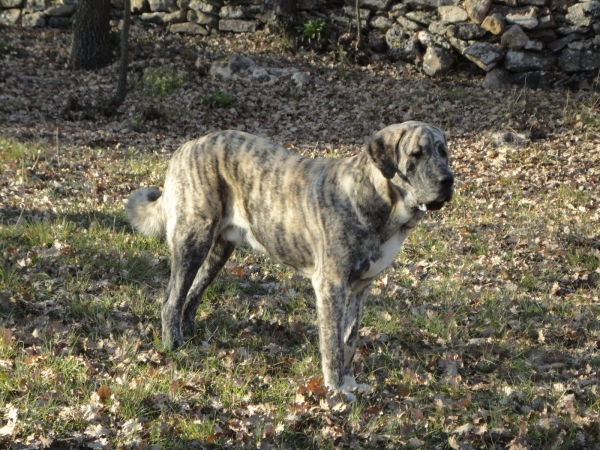 XL Tornado Erben - 9 months
80 cm - 67 kg
