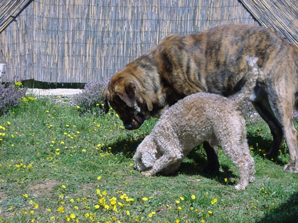 Thor and Polux - April 2004
Toran du Chemin des Puits Tournants
Keywords: coco