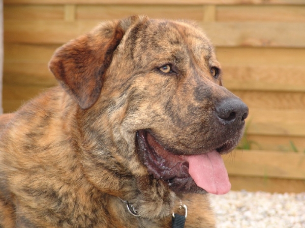 Thor - April 2005
Toran du Chemin des Puits Tournants
Keywords: head portrait cabeza coco