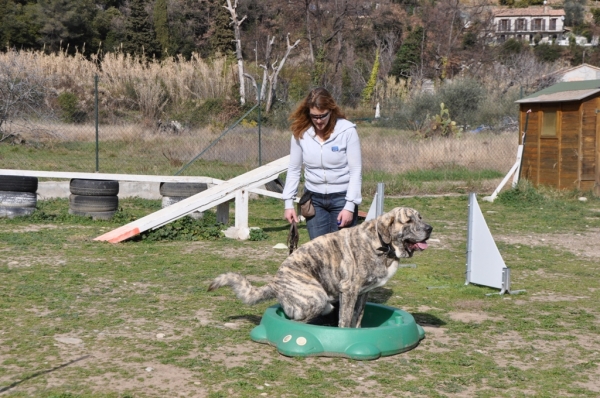 XL Tornado Erben - 22 months
XL Tornado Erben (Quanto  X Florita Maya) - 22 months
@education
