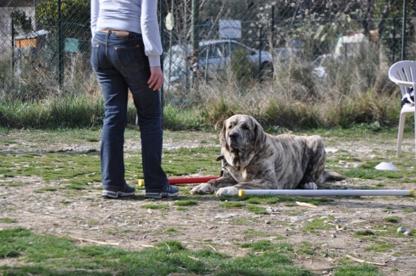 XL Tornado Erben - 22 months
XL Tornado Erben (Quanto  X Florita Maya) - 22 months
@education
