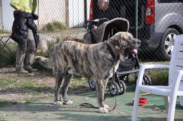 XL Tornado Erben - 22 months
XL Tornado Erben (Quanto  X Florita Maya) - 22 months
@education
