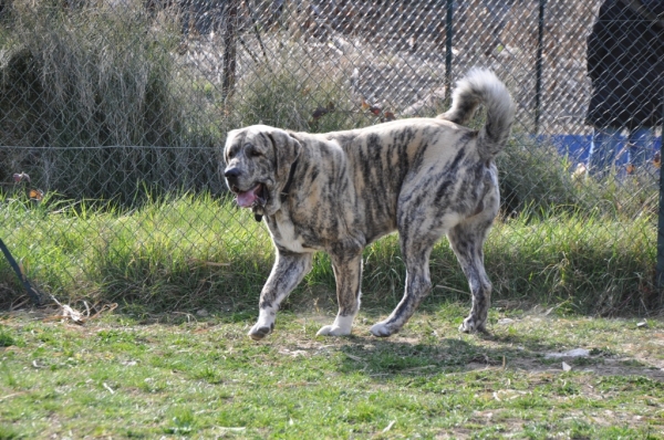 XL Tornado Erben - 22 months
XL Tornado Erben (Quanto  X Florita Maya) - 22 months
@education
