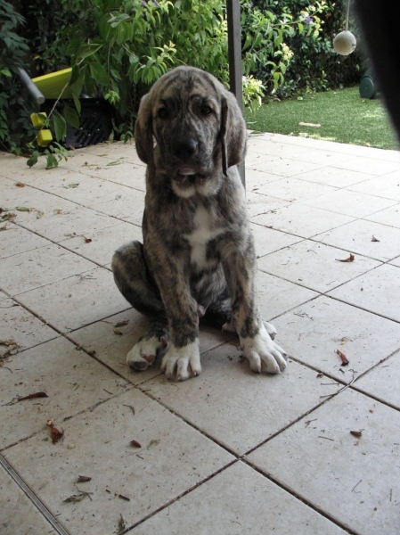 XL - 12 weeks
 For his 12 weeks, 49cm and 20,5 kilos, nice boy!
