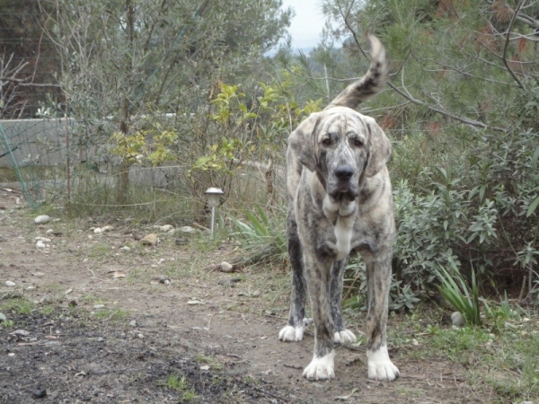 XL Tornado Erben
~8 months, ~80cm , 65 kg
