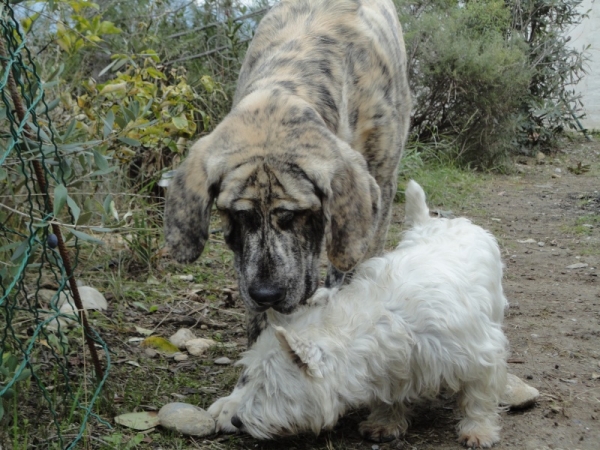 XL Tornado Erben
~8 months, ~80cm , 65 kg
