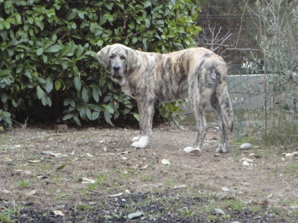 XL Tornado Erben
~8 months, ~80cm , 65 kg
