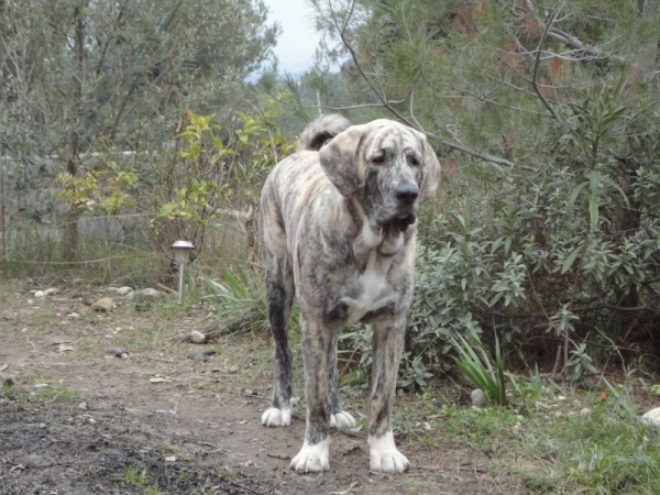 XL Tornado Erben
~8 months, ~80cm , 65 kg
