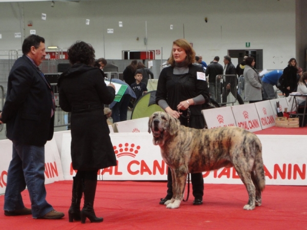 XL Tornado Erben - San Remo CACIB
almost 3 years old, 90 kilos
