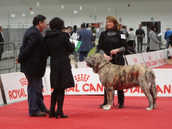 XL Tornado Erben - in San Remo / CACIB
almost 3 years old, XL has grown quite a lot and is 90 kilos
really great dog, so nice behaviour with other dogs!
