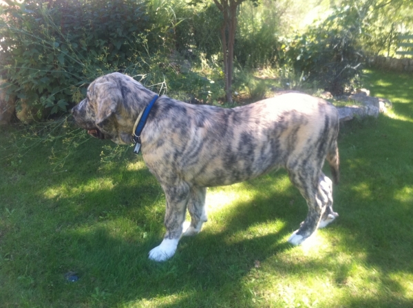 XL Tornado Erben - 4 months, 1 week
Quanto x Florita Maya
