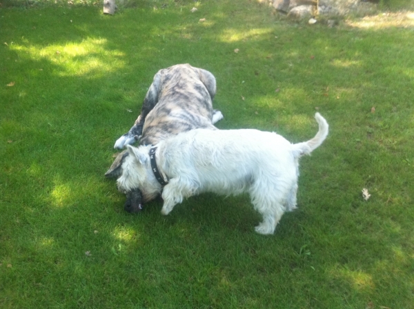 XL Tornado Erben - 4 months, 1 week
With his friend Decky (2,5 years)
Biting eachother !
