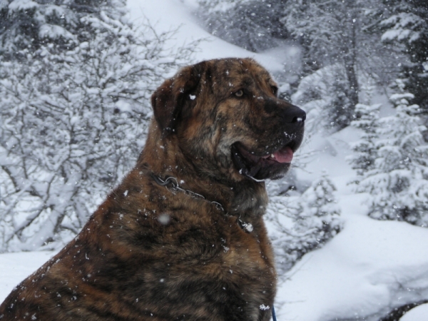 Thor 2006
Toran du Chemin des Puits Tournants
Keywords: snow nieve coco