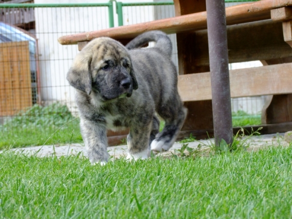 XL Tornado Erben (Quanto x Florita Maya) -  6 weeks
Keywords: coko