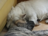 Filename=Copy_of_KIF_1668.JPG
Filesize=452KiB
Dimensions=1136x852
Date added=%360 %15, %2010 Copy_of_KIF_1668.JPG