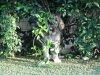 Filename=Copy_of_KIF_1683.JPG
Filesize=423KiB
Dimensions=1136x852
Date added=%823 %16, %2010 Copy_of_KIF_1683.JPG