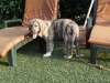 Filename=Copy_of_KIF_1688.JPG
Filesize=380KiB
Dimensions=1136x852
Date added=%863 %16, %2010 Copy_of_KIF_1688.JPG