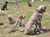 Filename=XL_with_other_dogs.jpg
Filesize=285KiB
Dimensions=717x538
Date added=%642 %12, %2011 XL_with_other_dogs.jpg