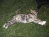 Filename=copy_o22.jpg
Filesize=179KiB
Dimensions=800x600
Date added=%438 %02, %2010 copy_o22.jpg